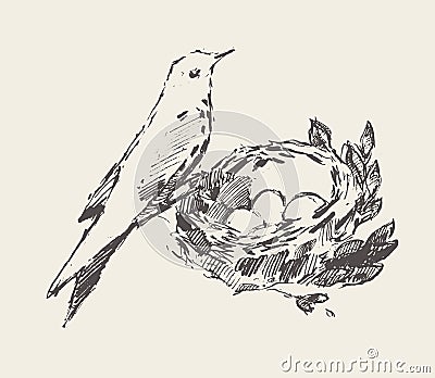 Bird is sitting nest with eggs drawn vector sketch Vector Illustration