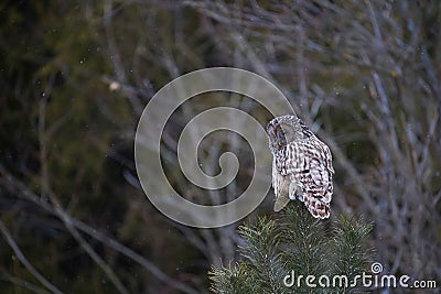 a bird sitting on top of a tree with its eyes open Stock Photo