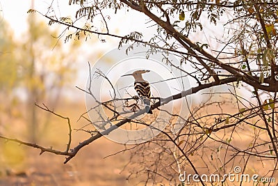 Bird sitting on the tree branch , Birds photography Stock Photo
