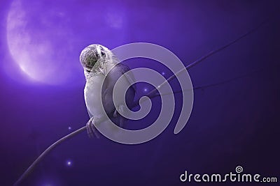Bird is sitting on the tree branch in the moon light. Stock Photo