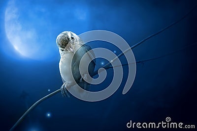 Bird is sitting on the tree branch in the moon light. Stock Photo