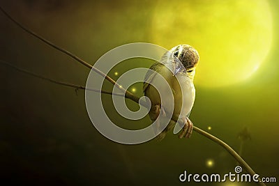 Bird is sitting on the tree branch in the moon light. Stock Photo