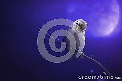 Bird is sitting on the tree branch in the moon light. Stock Photo