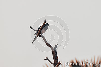 a bird sitting on the tree Stock Photo