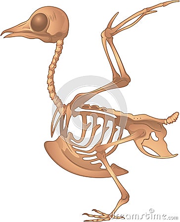 Bird skeleton Cartoon Illustration