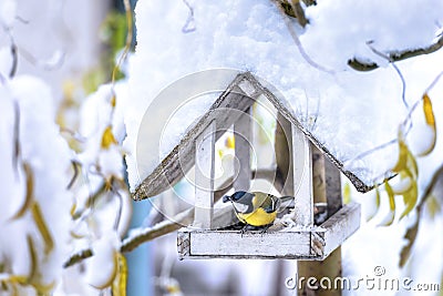 Bird Stock Photo