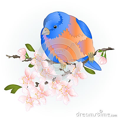 Bird small thrush Bluebird watercolor on a sakura cherry branch pink flower with leaves blue background vintage vector Vector Illustration