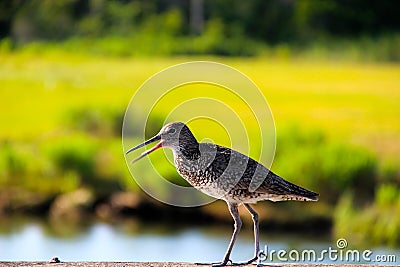 Bird Snipe. In the distance, the swamp Stock Photo