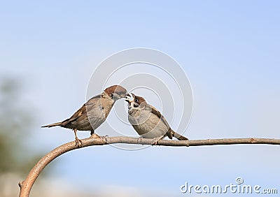 bird a Sparrow feeding his hungry little chick on a branch Stock Photo