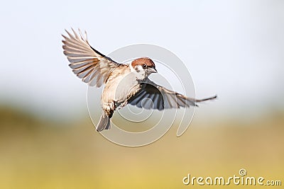 bird Sparrow flutters in the sky in the summer Stock Photo