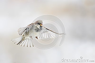 Bird Sparrow is flying straight in the sky Stock Photo