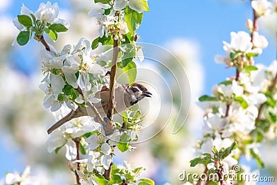 The bird the sparrow sits on a blossoming apple tree Stock Photo