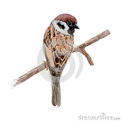 Bird sparrow Watercolor painting. Watercolor hand painted cute animal illustrations Cartoon Illustration