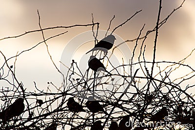 Bird sparrows on a tree at sunrise sun Stock Photo