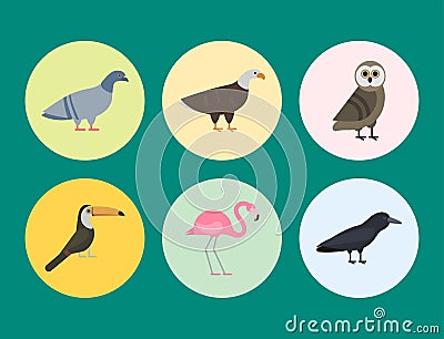 Bird species collection different vector illustration wild animal characters avifauna tropical feather pets Vector Illustration