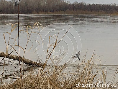Bird with spread wings flies and sits on the trunk of a flooded tree in spilled river during a spring flood Stock Photo