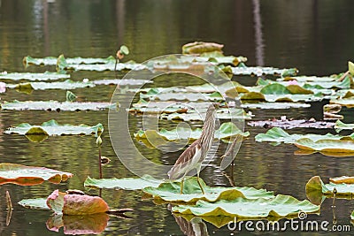 Bird stands on lotus leaf Stock Photo