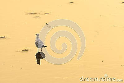 Bird stands on water surface Stock Photo