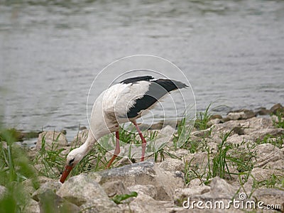 Bird stork ciconia ciconia Stock Photo
