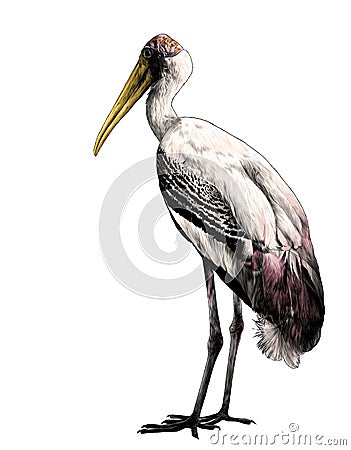 Bird stork stands in full height sideways Vector Illustration