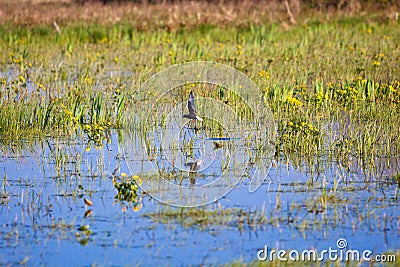 Bird on submerged area, Biebrza spring swamps Stock Photo