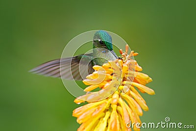 Bird sucking nectar. Hummingbird Long-tailed Sylph eating nectar from beautiful yellow strelicia flower in Ecuador. Flower with hu Stock Photo