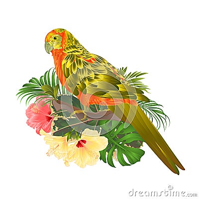 Bird Sun Conure Parrot , home pet , parakeet on a branch bouquet with tropical flowers hibiscus, palm,philodendron on a white bac Vector Illustration