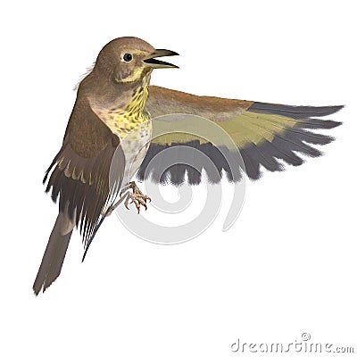 Bird Swainson's Thrush. 3D rendering with Stock Photo