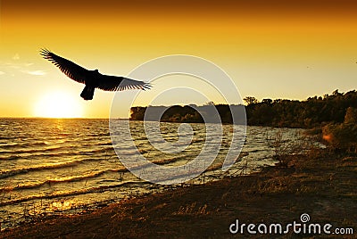 Bird takes flight at sunrise Stock Photo