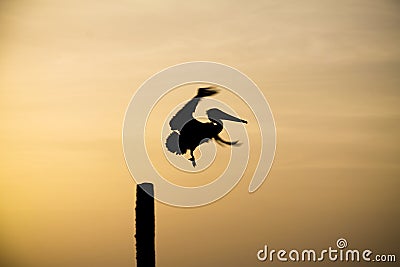 Bird Taking Flight Stock Photo