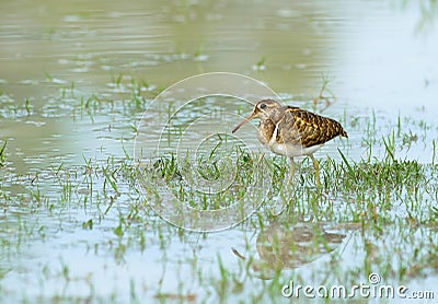 Bird , Thailand Stock Photo