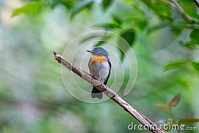 .bird thailand Stock Photo