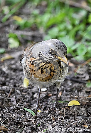 bird thrush portrait beak cute Stock Photo