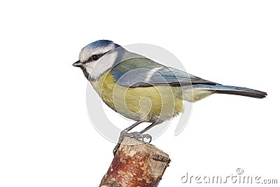 Bird tit on branch Stock Photo