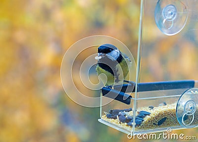 bird tit eats sunflower seeds from a feeding trough Stock Photo