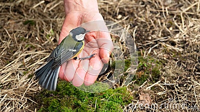 Bird tit in the palm of your hand Stock Photo