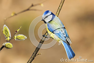 bird titmouse sitting on a branch of a blossoming furry Stock Photo