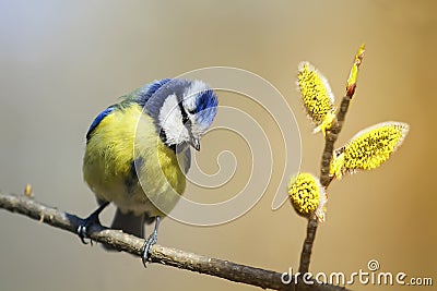 Bird titmouse sitting on a branch of a blossoming furry Stock Photo