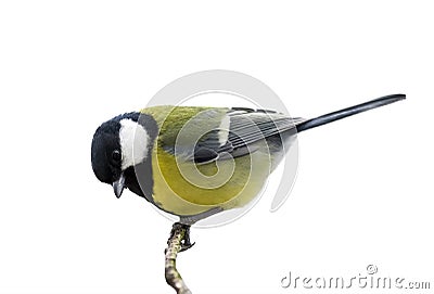 Bird titmouse sitting on a branch on a white isolate Stock Photo