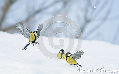 bird Tits fly and walk on white snow in winter garden on clear day Stock Photo