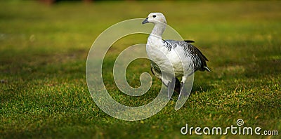 Bird in the Torres del Paine National Park. Autumn in Patagonia, the Chilean side. Stock Photo