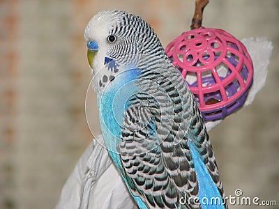 Bird with toy Stock Photo