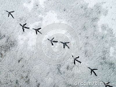 Bird tracks in the snow Stock Photo