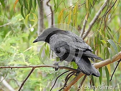 Bird in the tree, Australian raven Stock Photo