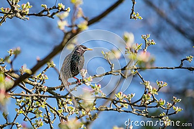 Bird on a tree - starling sitting on a branch Stock Photo