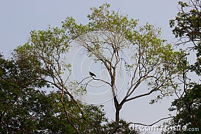 A bird on the tree top against the blue sky in the background Stock Photo