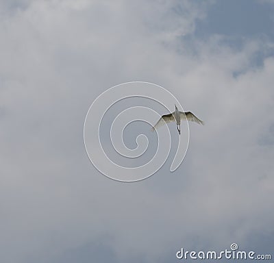 1 bird in the tropical forest flying in the outdoor sky selective focus good nature Stock Photo