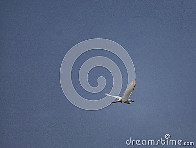 1 bird in the tropical forest flying in the outdoor sky selective focus good nature Stock Photo