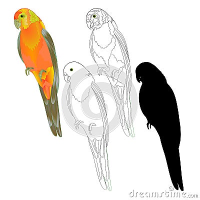 Bird tropical Parrot Sun Conure natural and outline and silhouette on a white background vector illustration editable Vector Illustration