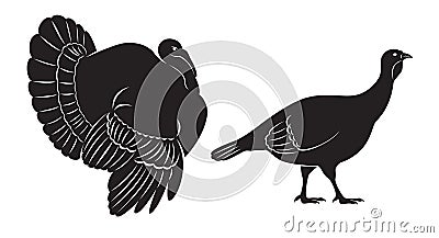 Bird turkey Vector Illustration